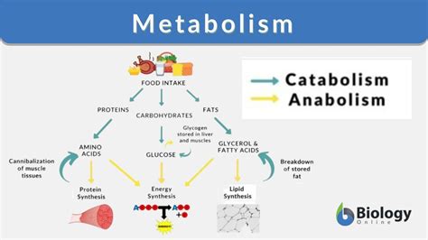 metabolism 뜻: 신체의 화학 공장, 어떻게 작동할까?